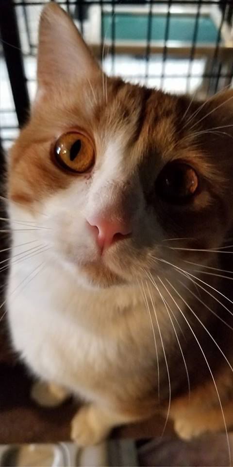 Morris